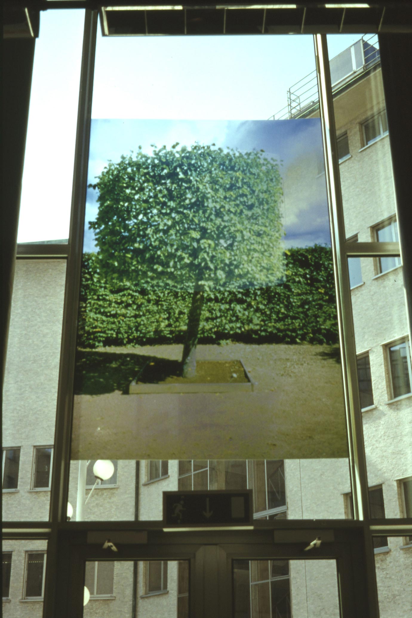 The photograph of the second tree