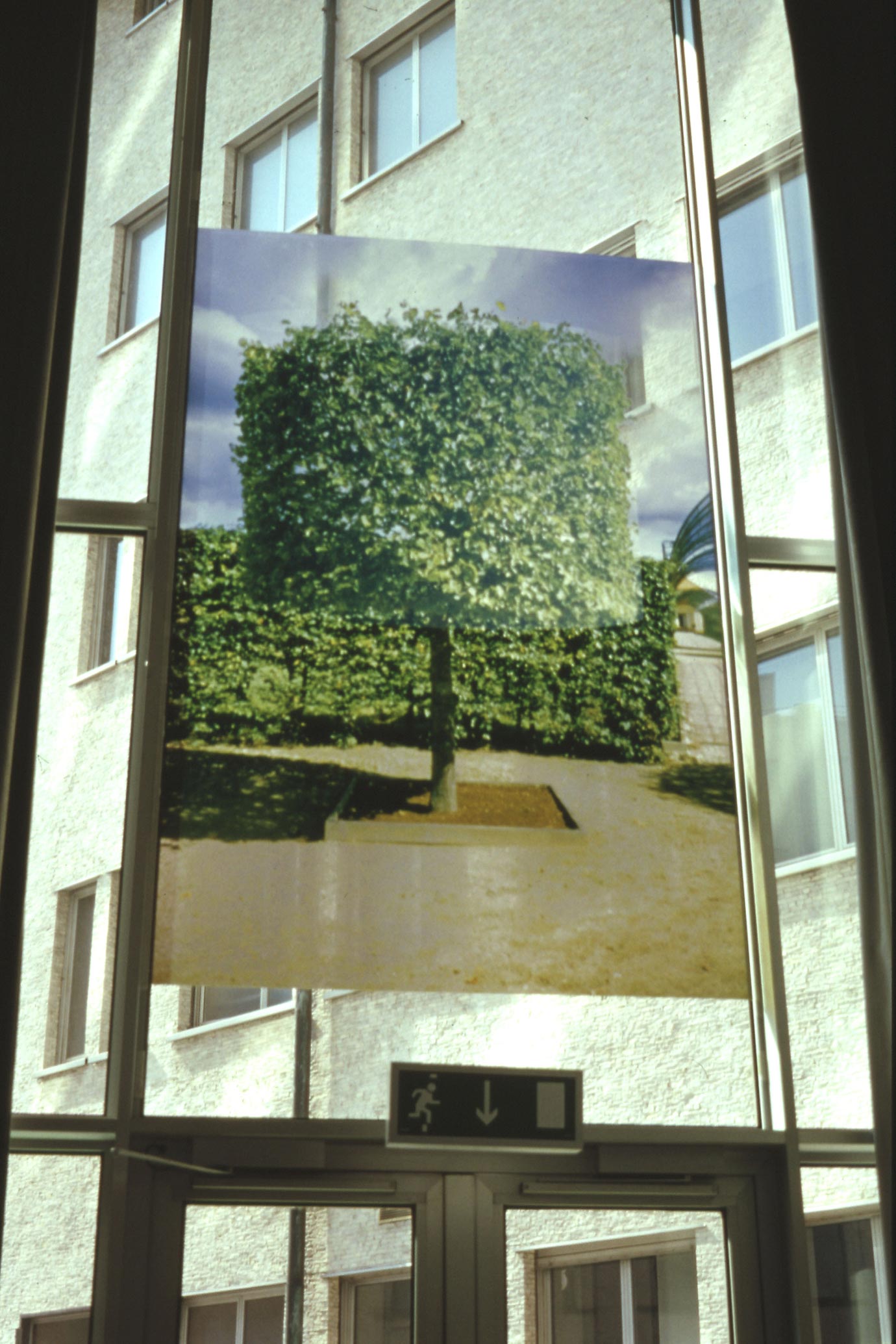 The photograph of the fifth tree