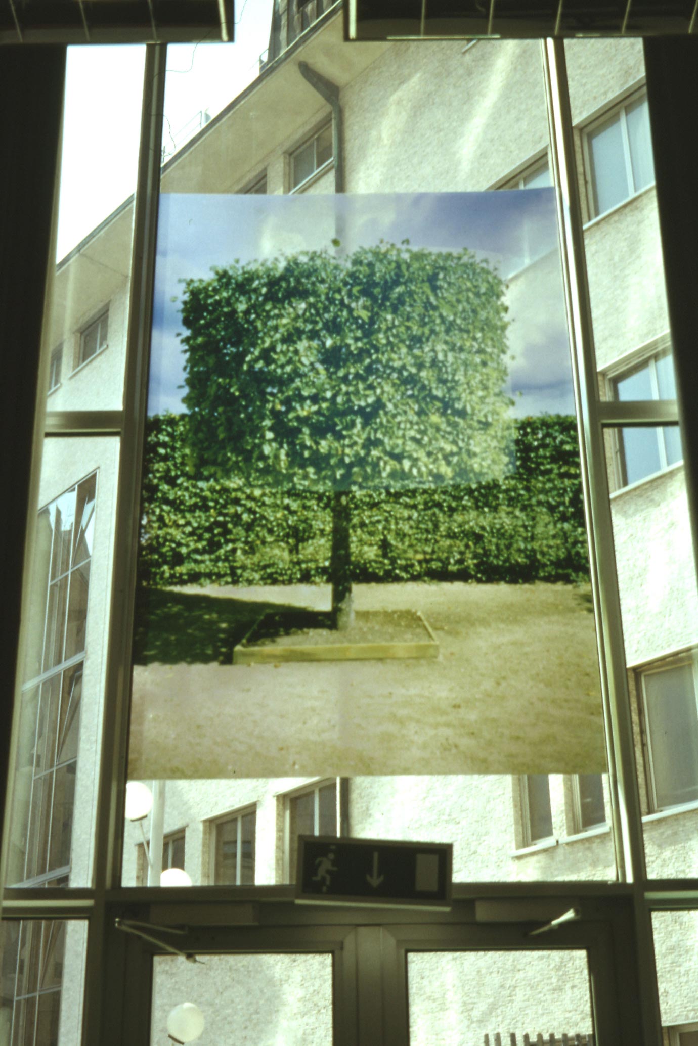 The photograph of the fourth tree